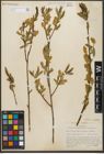 Foto von Salix serissima (L. H. Bailey) Fern.